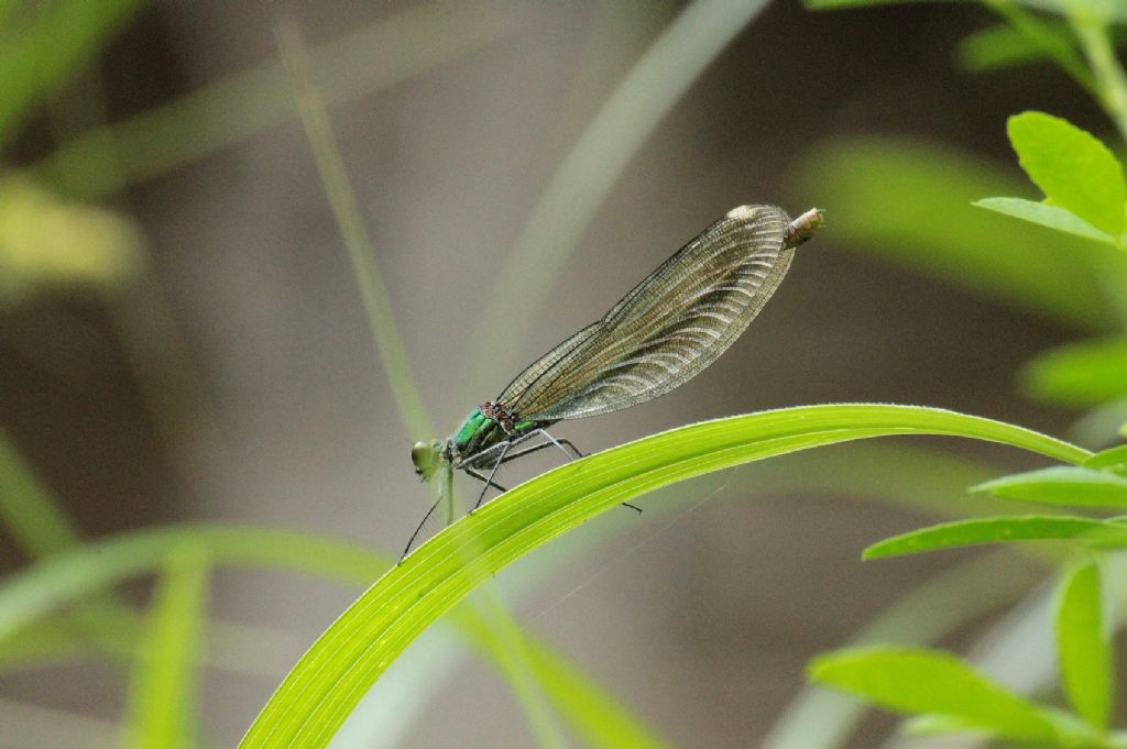 Calopteryx splendens femmina? - S